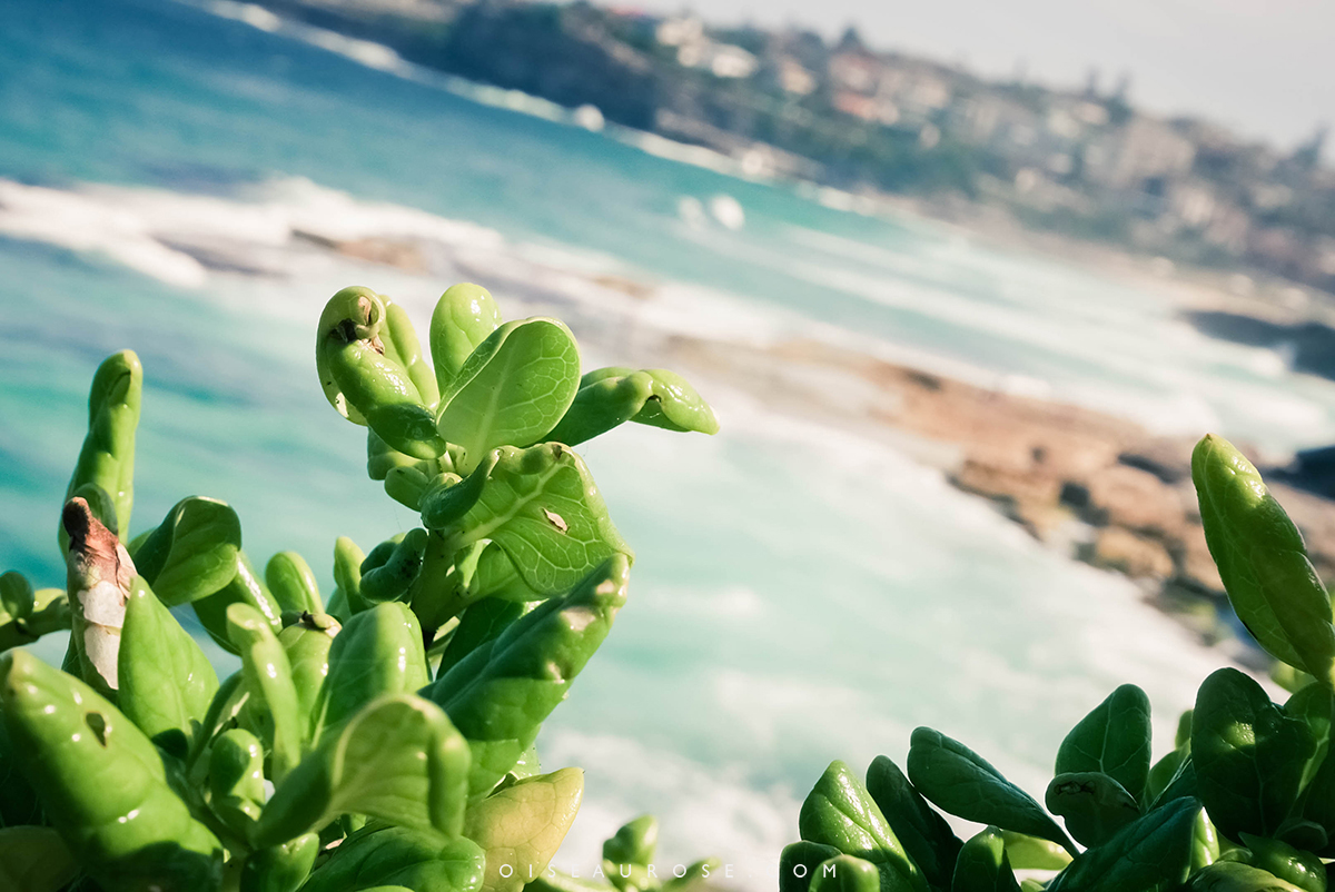 Australie-Bondi-Beach-2