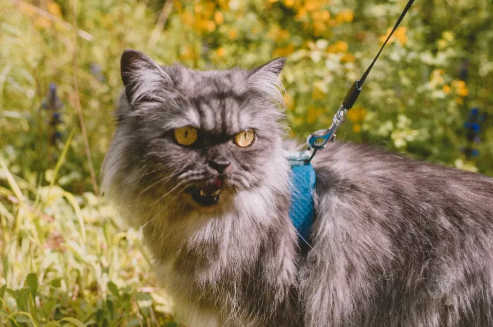 Suivre son chat grâce à un collier GPS, avis et test de Tractive