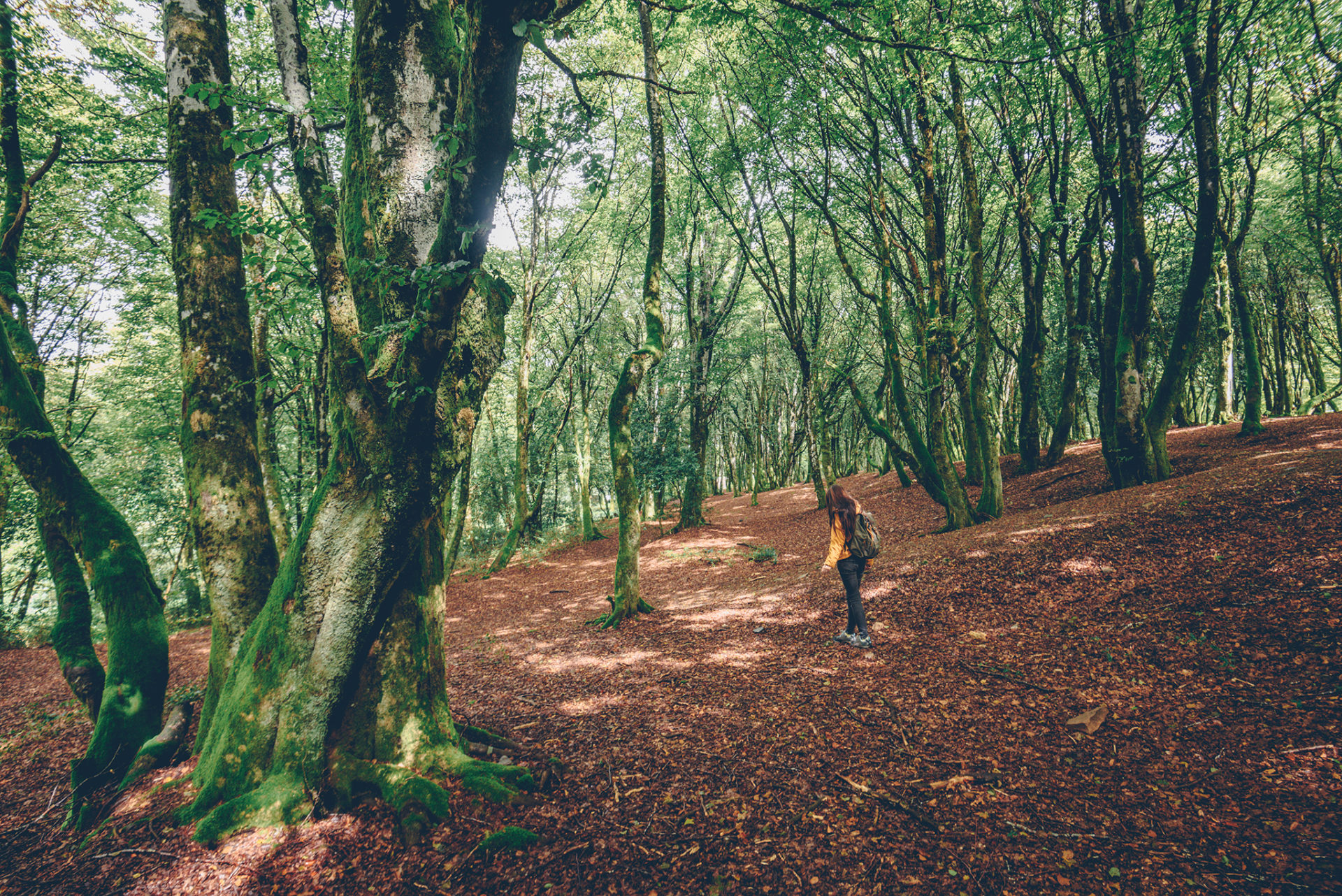 week-end dans la Nievre mont beuvray forêt