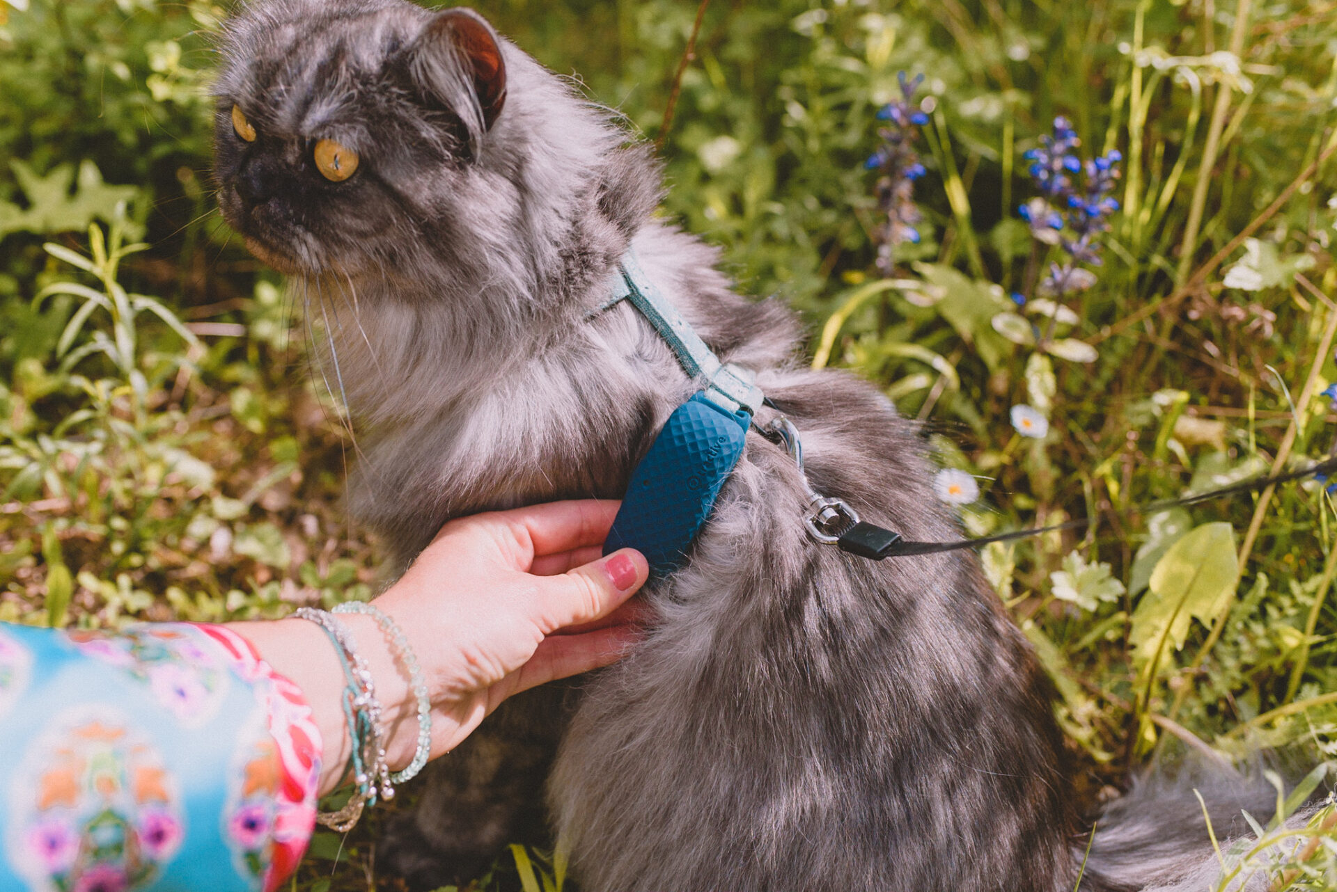 Mon avis sur le GPS pour chat Tractive