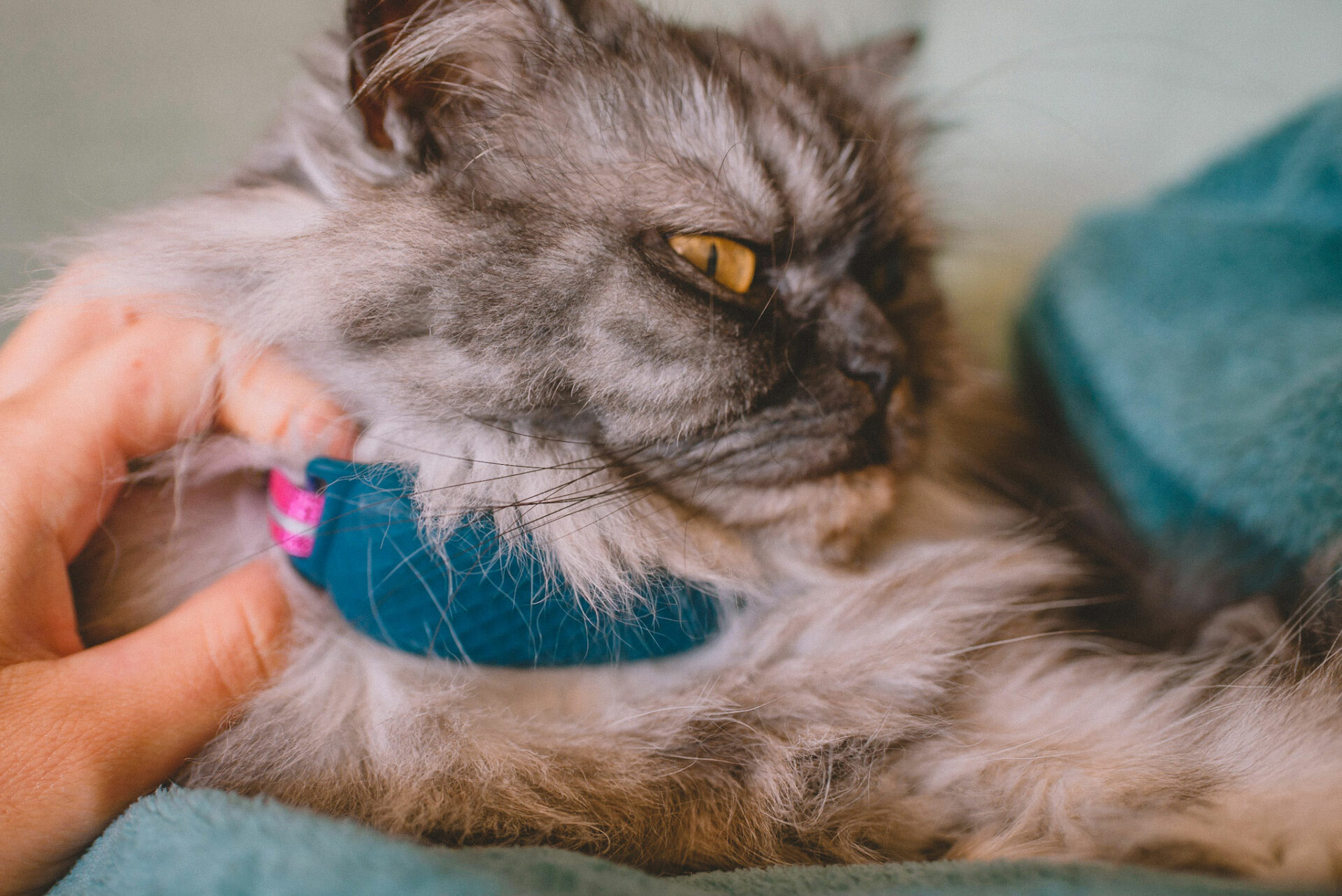 Chat avec collier GPS