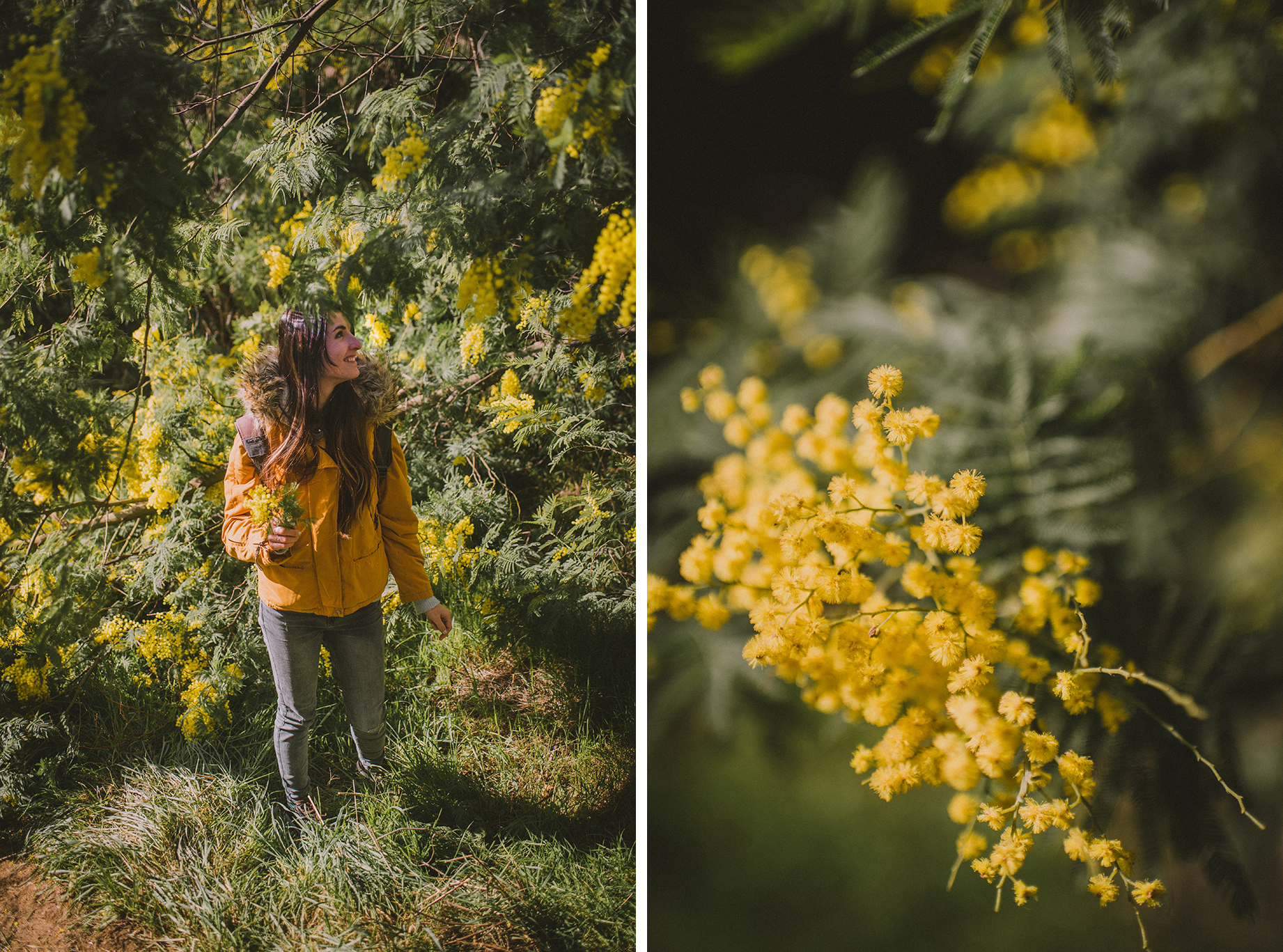 randonner dans les mimosas dans le massif du Tanneron