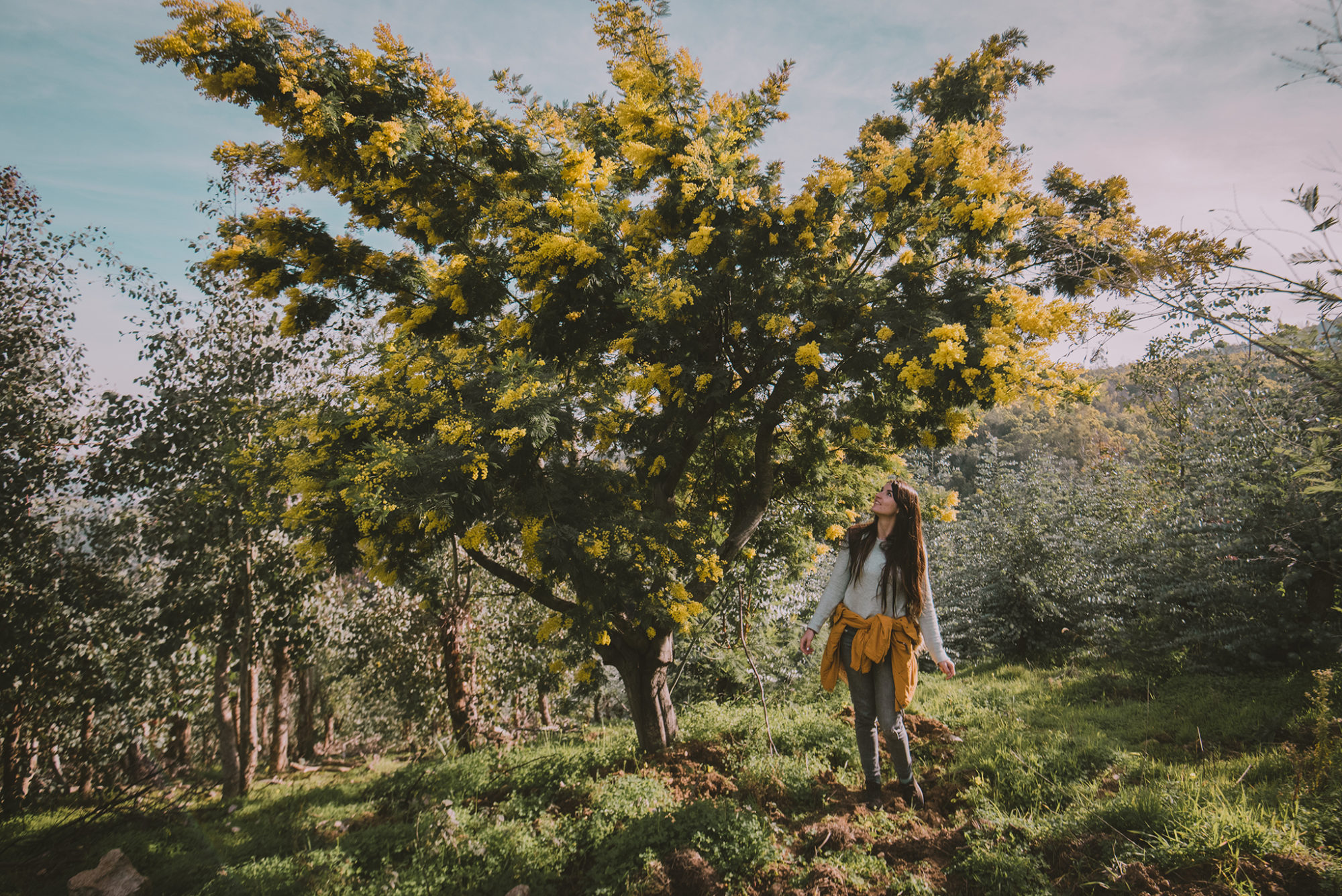 où voir les mimosas en fleurs