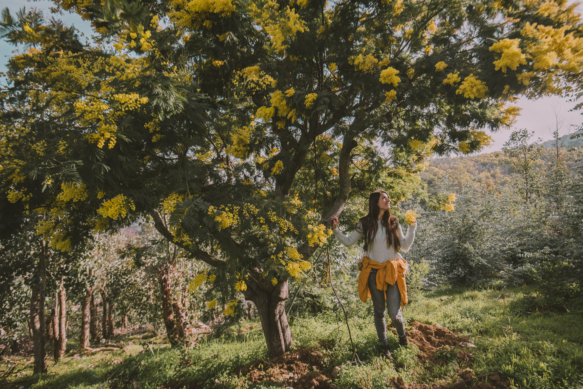 randonner dans les mimosas