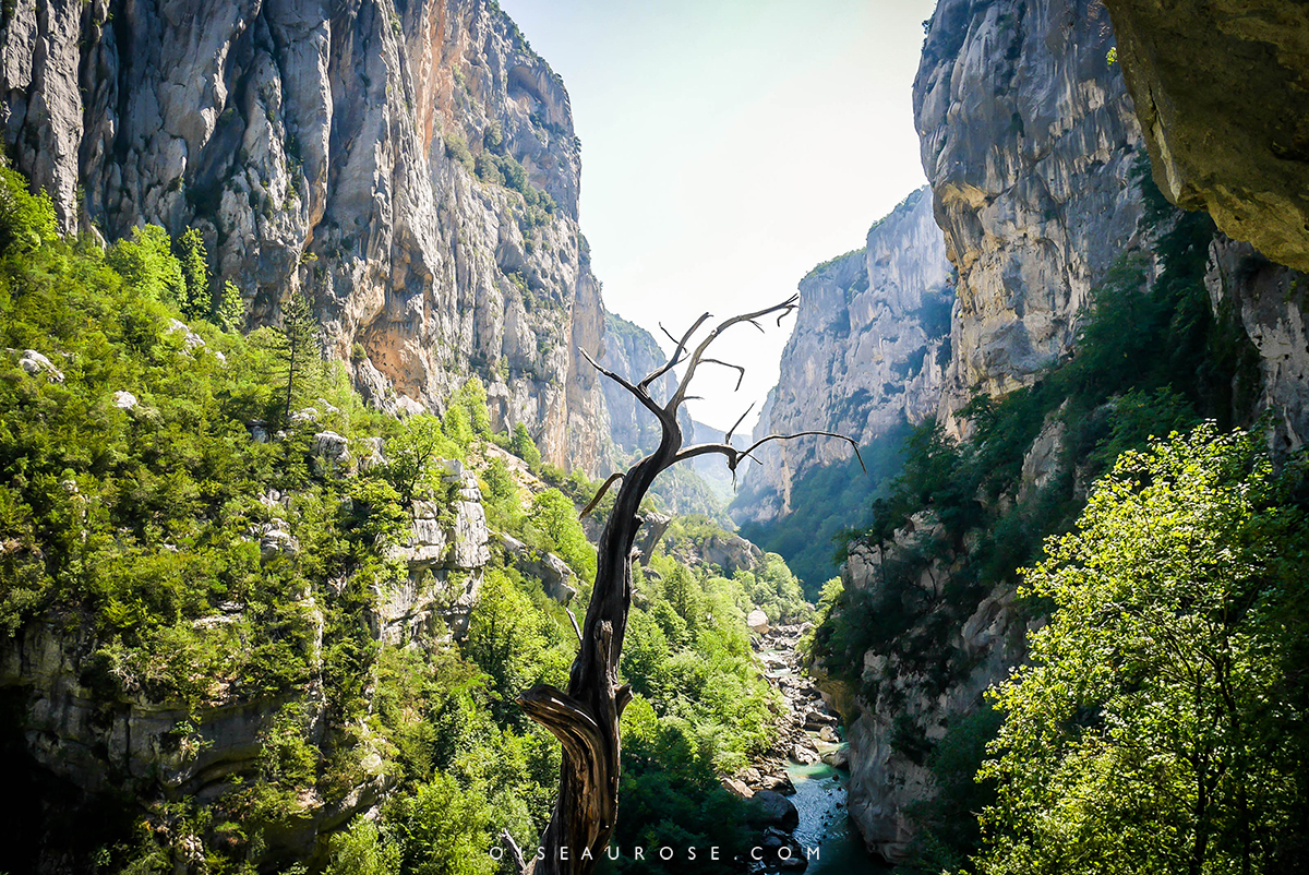 arbre-rando-verdon