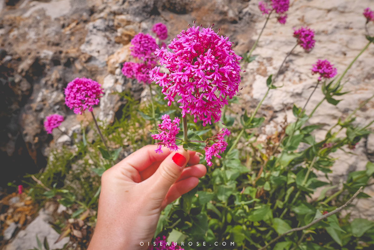 calanques-marseille-fleurs