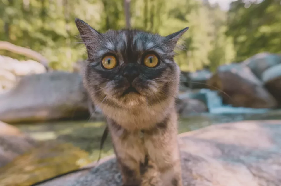 Comment faire pour voyager avec son chat ?