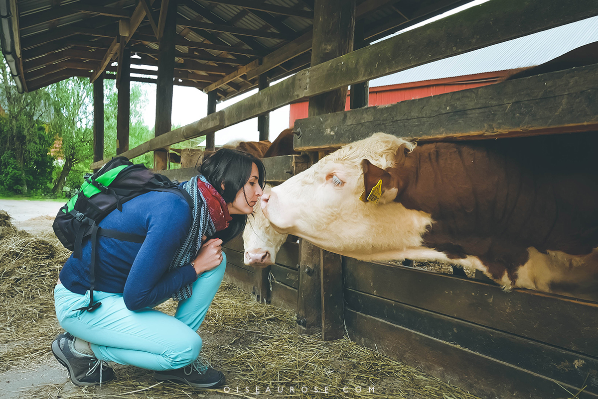 finlande-ferme-vache