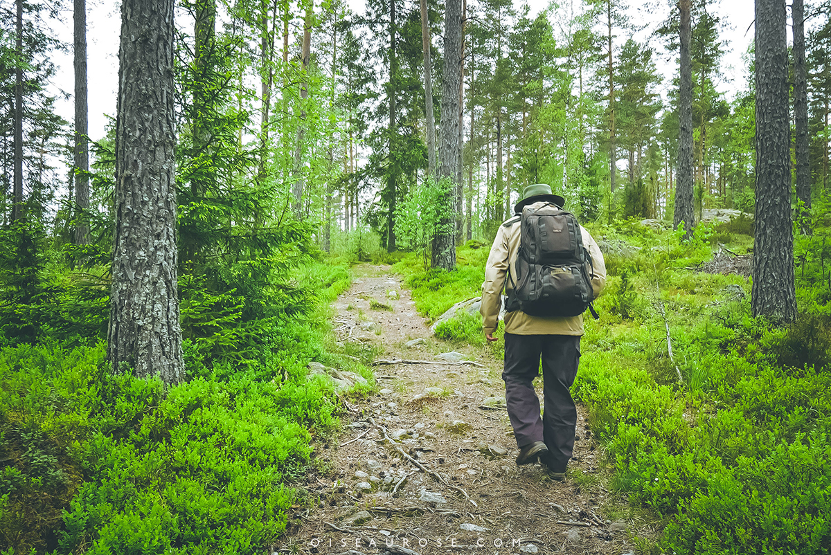 finlande-foret-de-pins