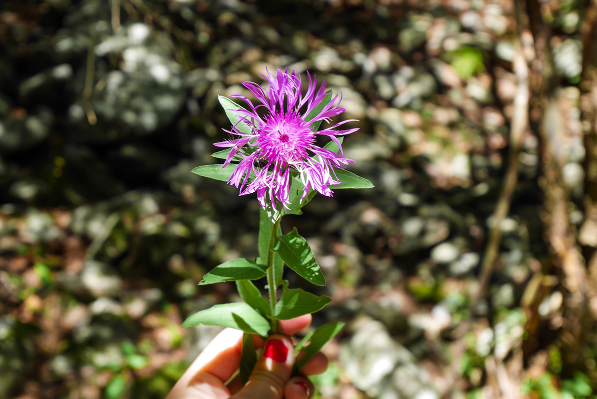 fleur-mercantour