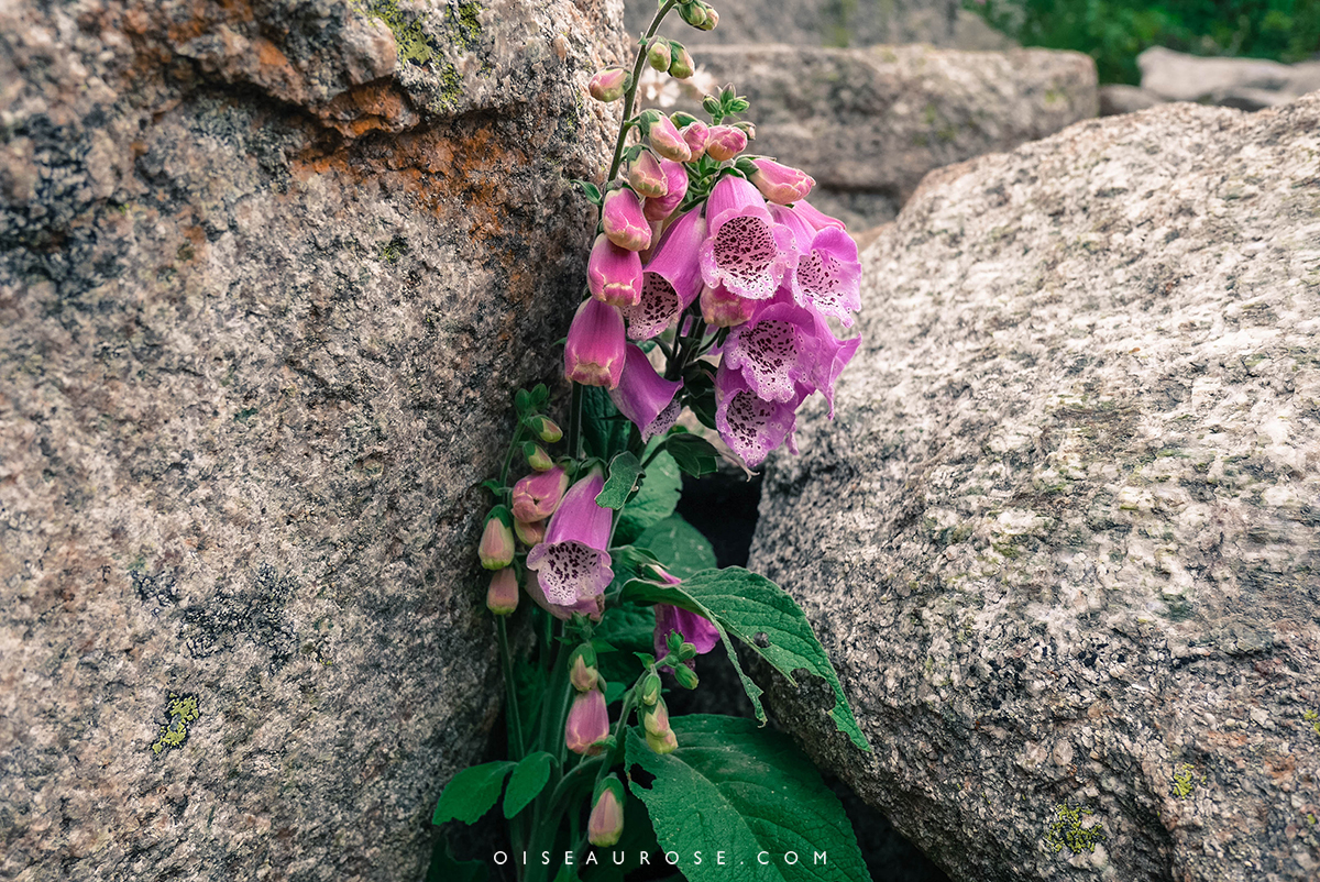 fleurs-lac-corse