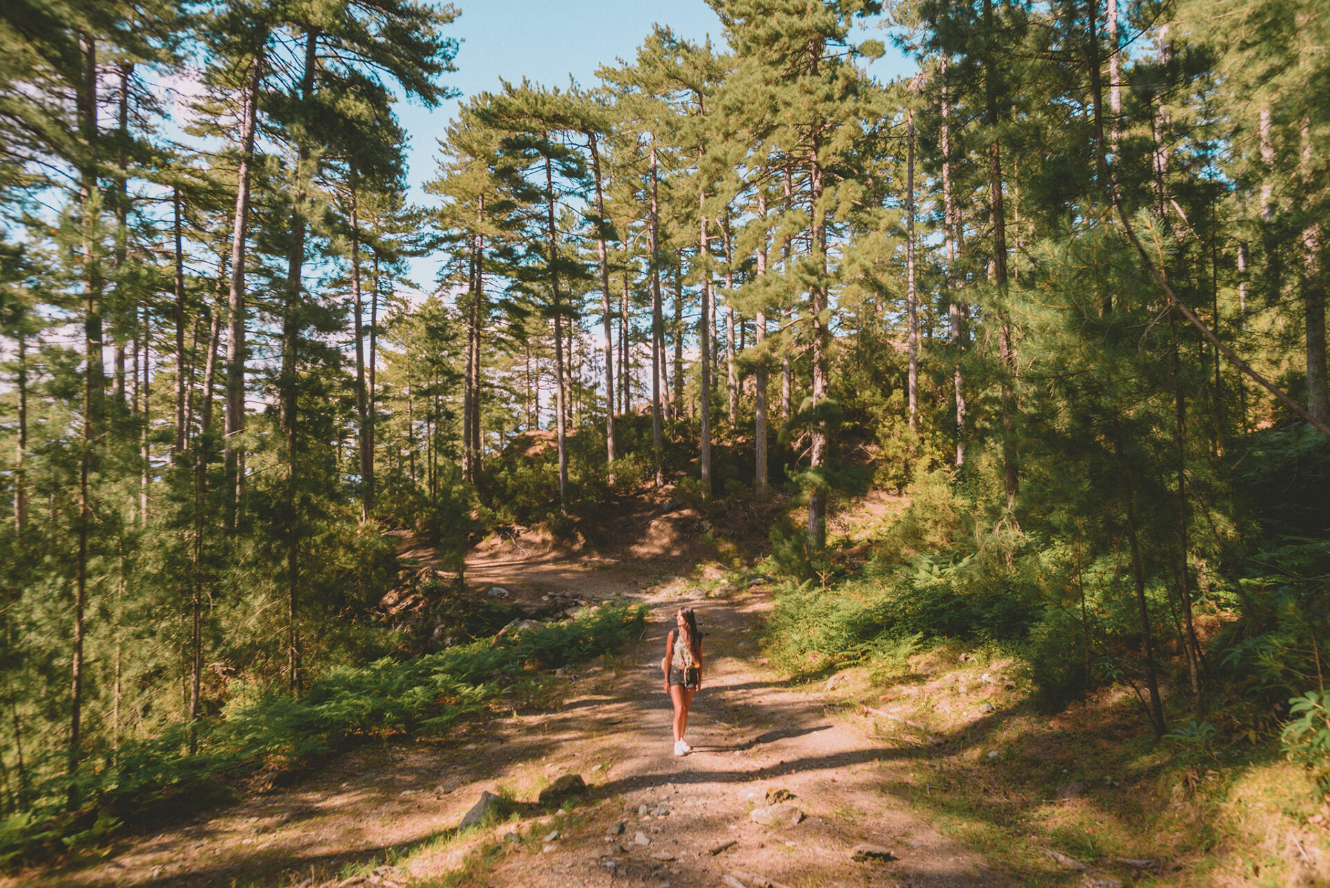 forêt d'Aïtone en corse