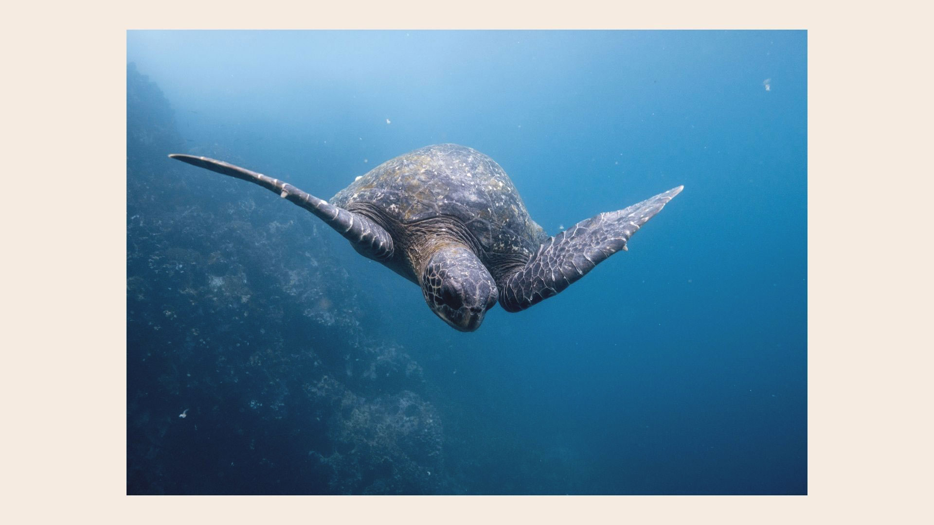 L'Equateur