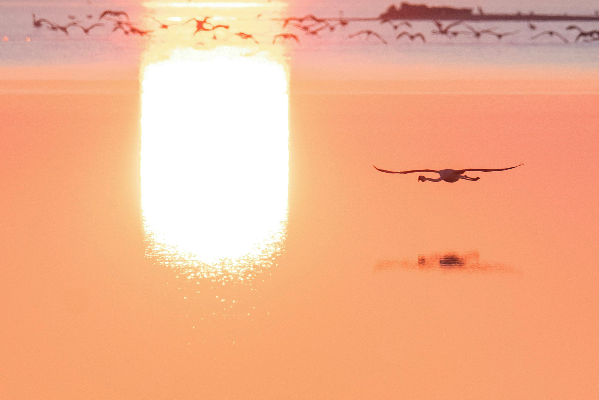 La Camargue