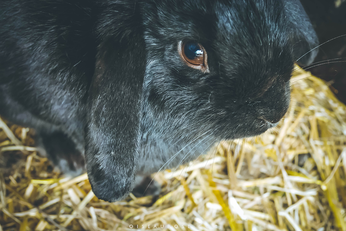 lapin-ferme-finlande
