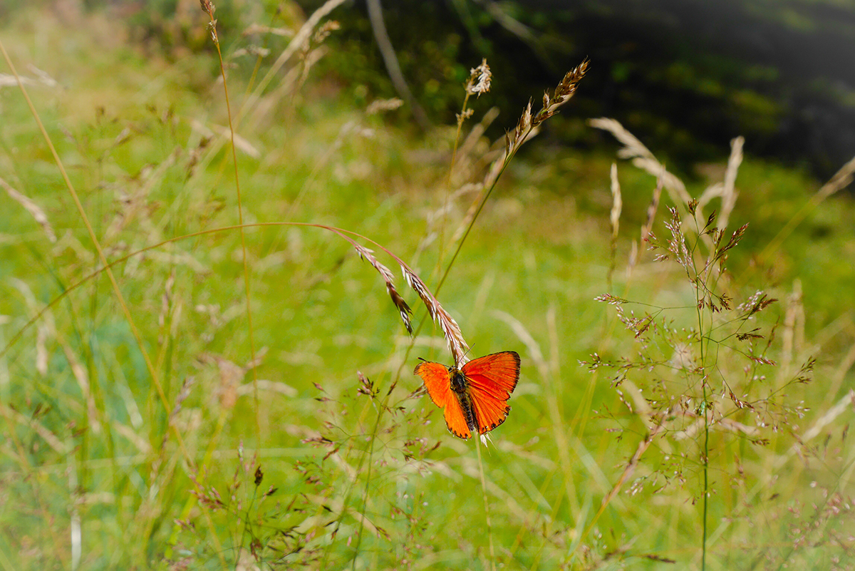 papillon-mercantour