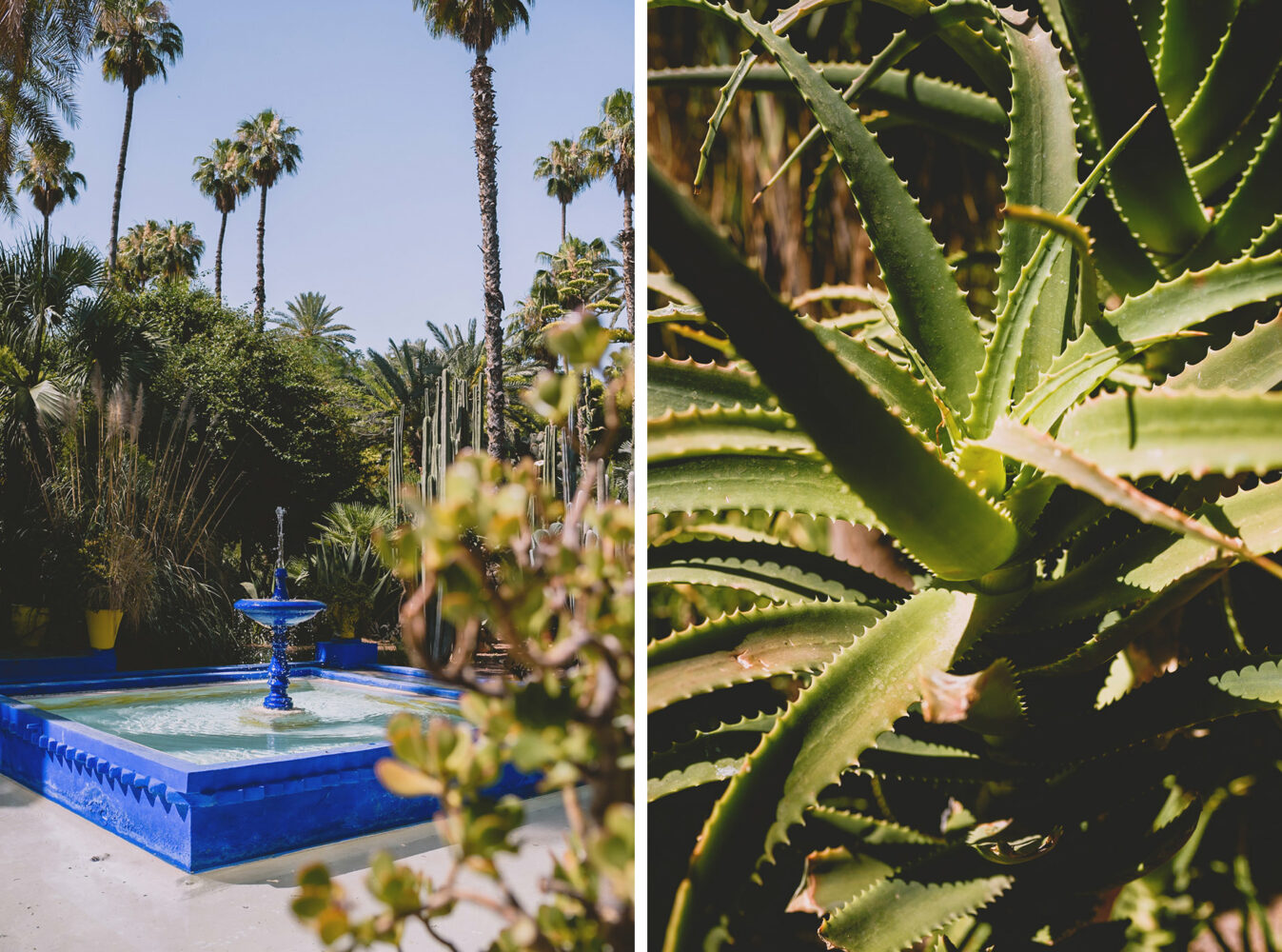 Végétation du jardin Majorelle