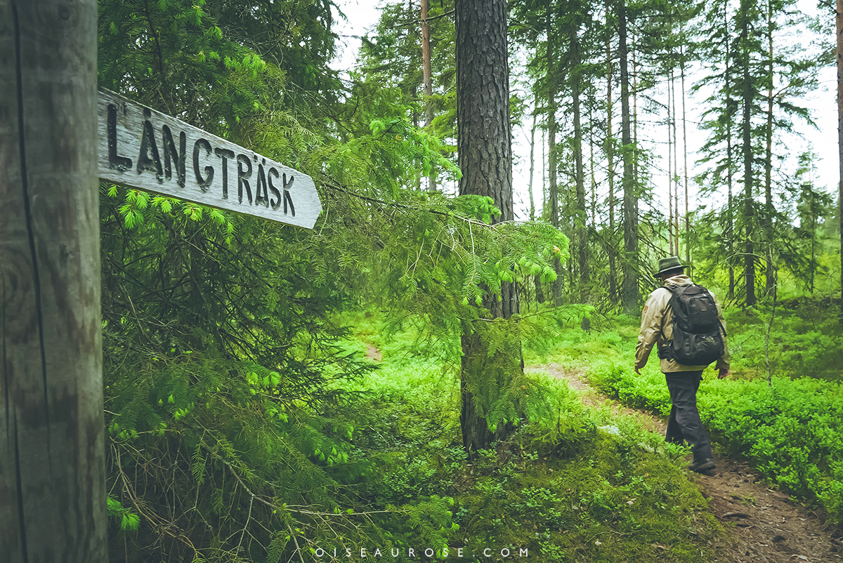 rando-finlande-foret