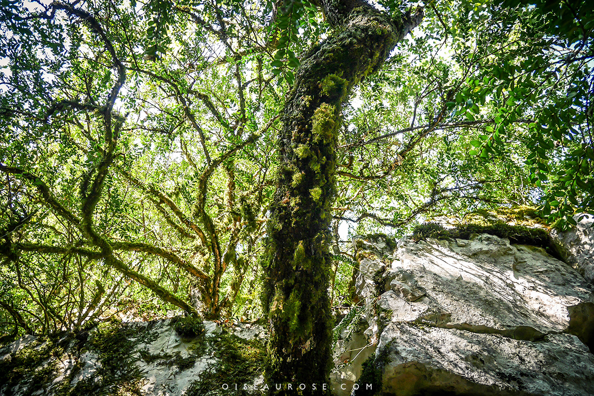 randonnée-gorges-du-verdon-foret-arbre
