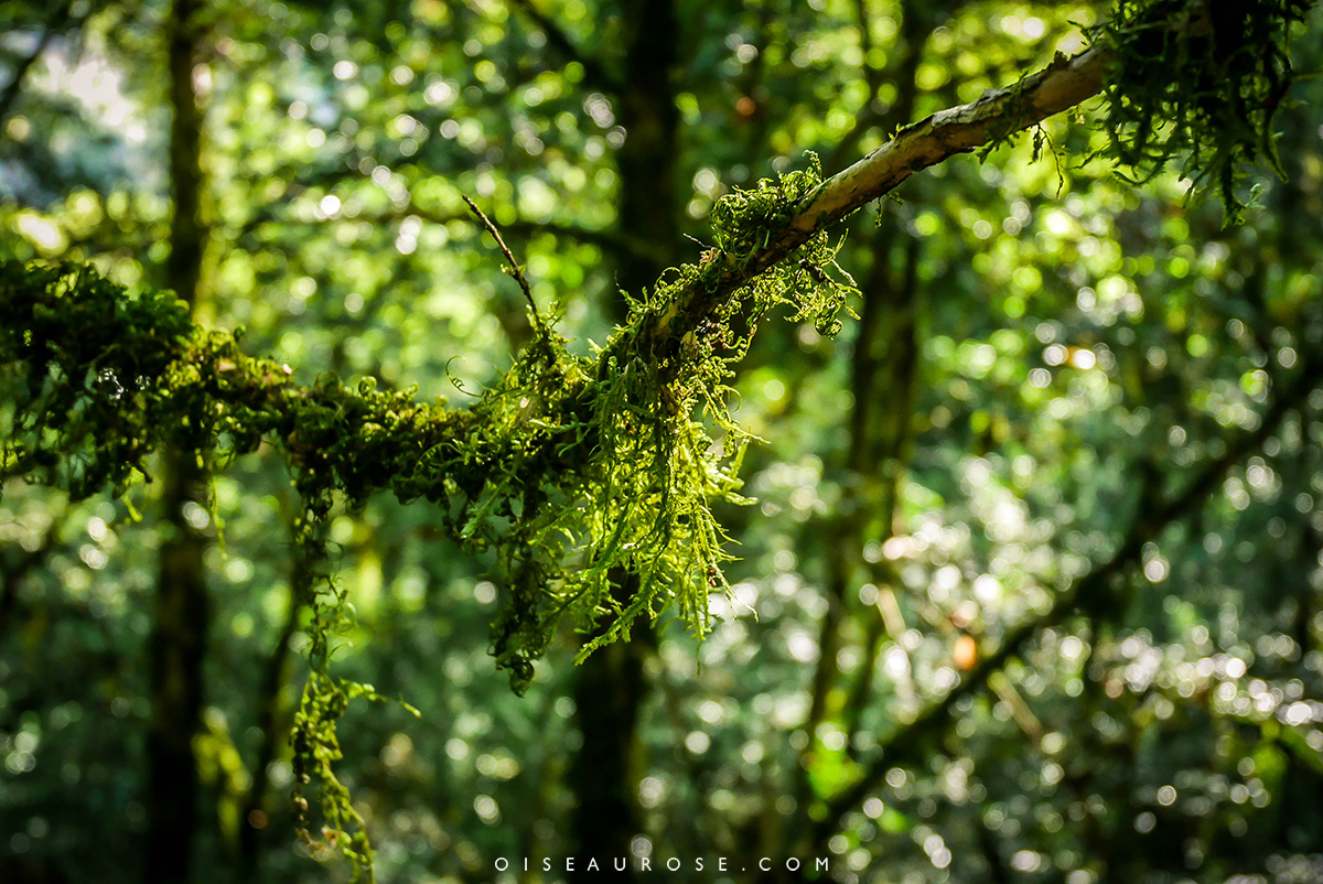 randonnée-imbut-foret