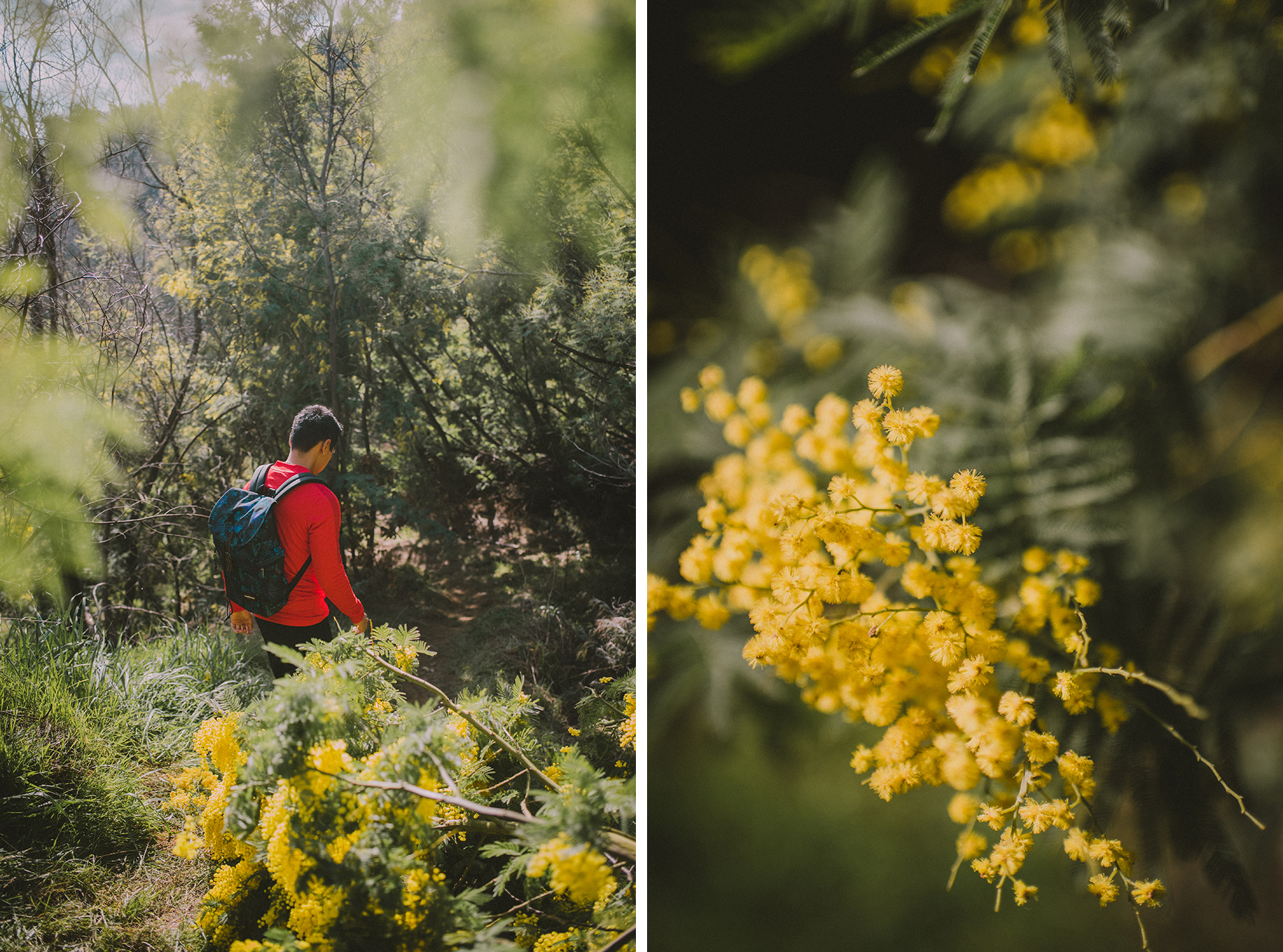 balade dans les mimosas