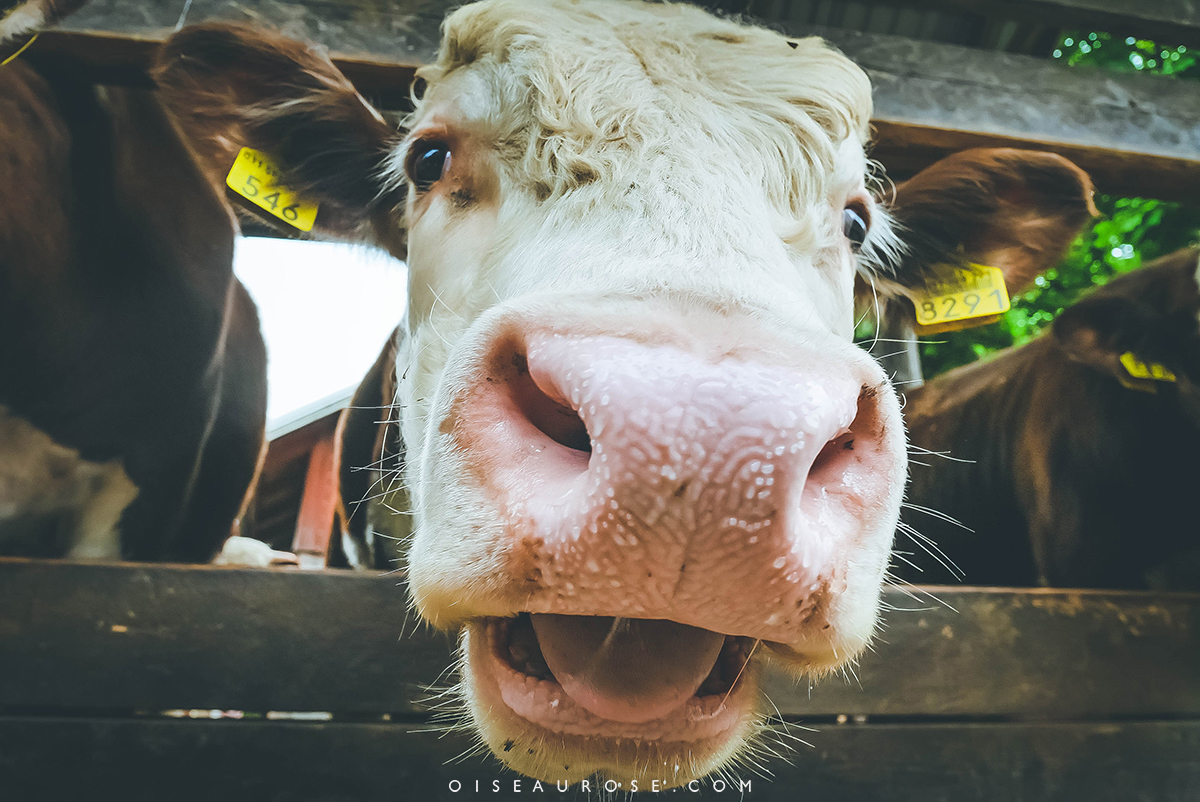 vache-finlande