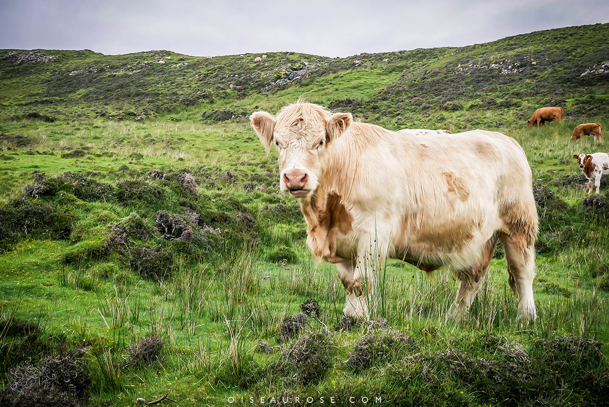 vache-ile-de-skye