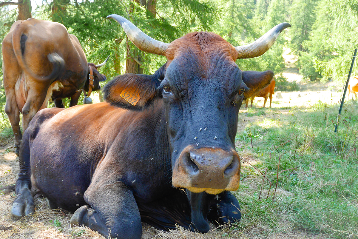 vache-mercantour