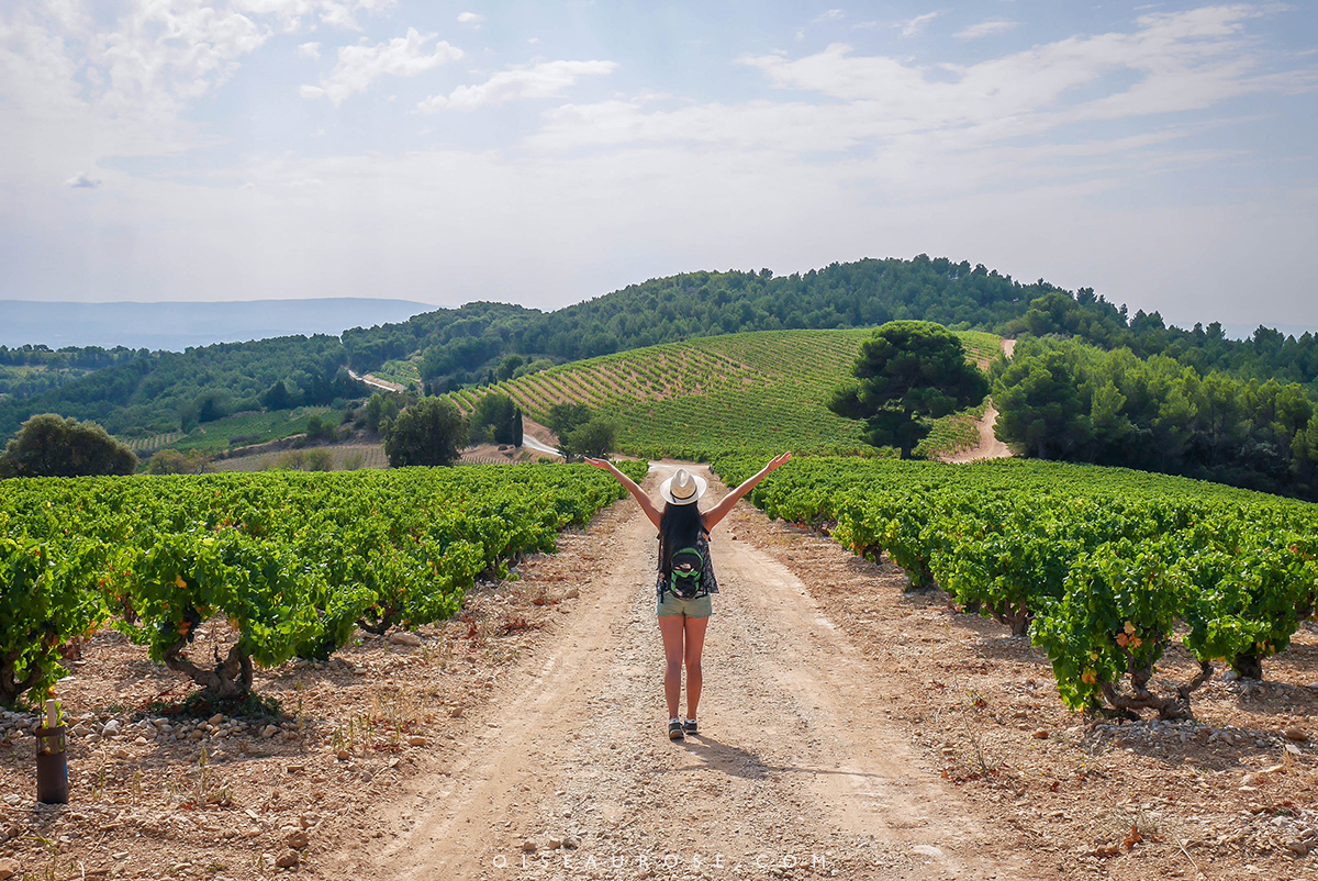 vigne-provence