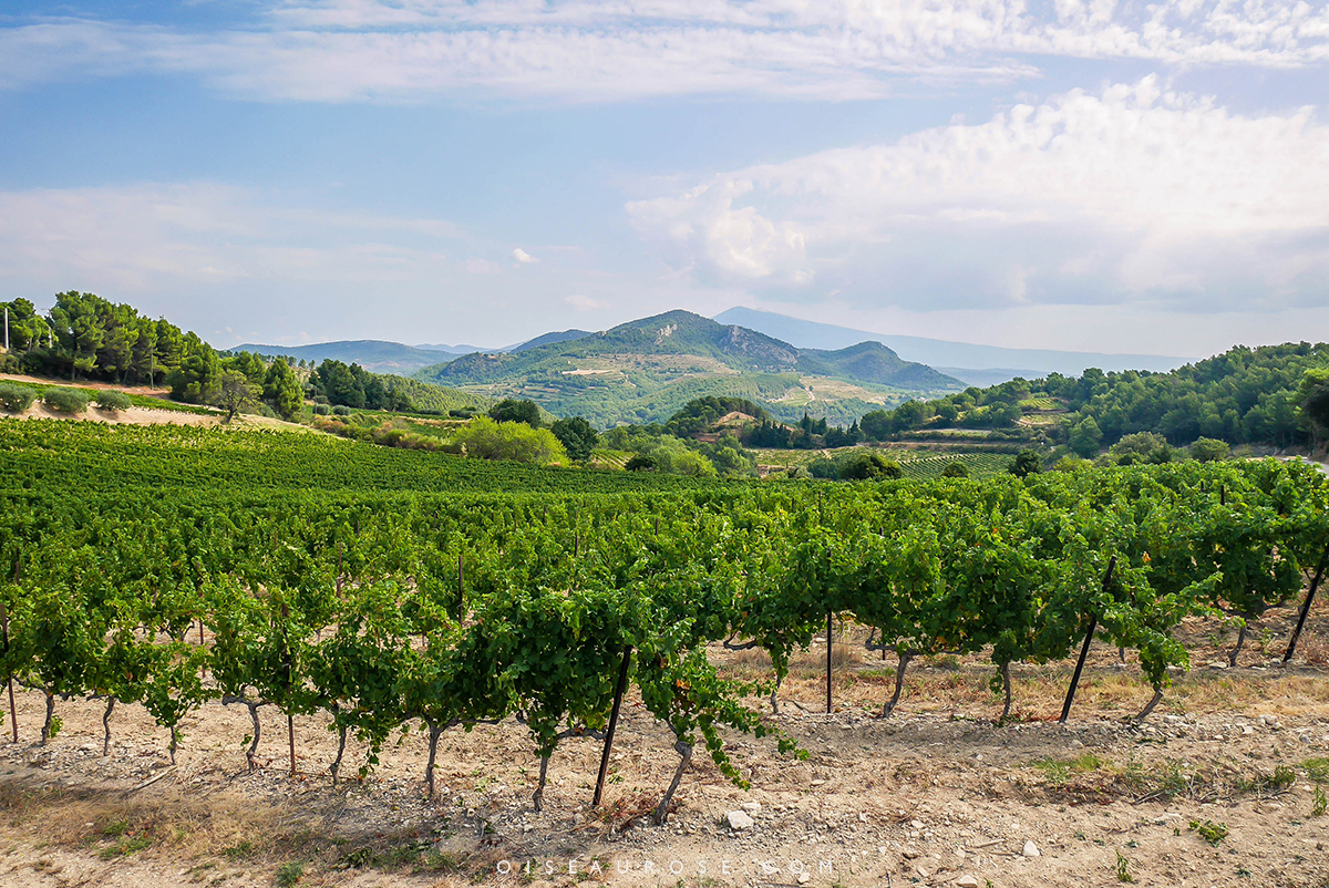 vignes-en-provence-decouvrir
